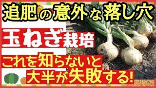 【超重要！玉ねぎの基本】大事な追肥で失敗しない3つの秘策！大きな玉ねぎを収穫する最強の秘訣とは♪玉ねぎ栽培・育て方