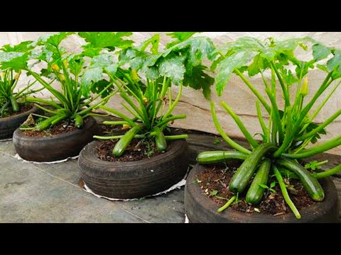 Useful Gardening Tips Methods of Propagating Plant Vegetables on the Balcony for Beginners