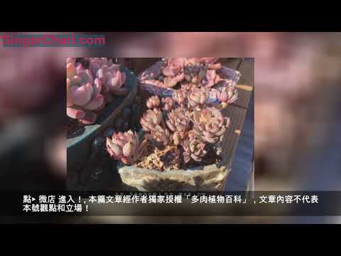 來自多肉「地獄區」的多肉養護經驗分享！