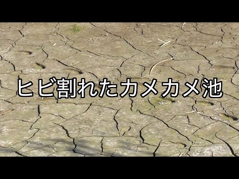 今日のカメカメ池【2024年12月9日】