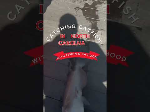 catching catfish #fishing #fypyoutube # #fishnfun #fishnfunoutdoors #catfish #shortvideo  #shorts