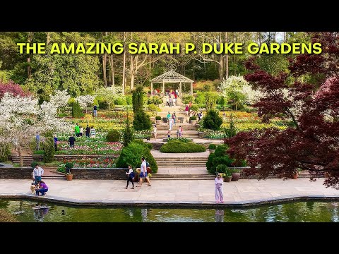 Discover the REAL Beauty & History of Sarah P. Duke Gardens at Duke University