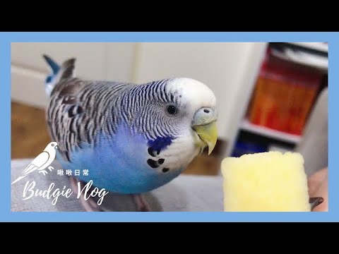 01｜鸚鵡吃播｜啾啾吃蘋果🍎｜虎皮鸚鵡 Budgie セキセイインコ【啾啾鳥日常】