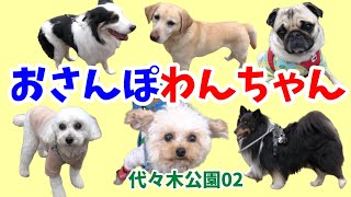 【おさんぽわんちゃん】代々木公園のおさんぽわんちゃん。代々木公園わんわんカーニバル開催日での代々木公園でのおさんぽわんちゃん。代々木公園わんちゃん02