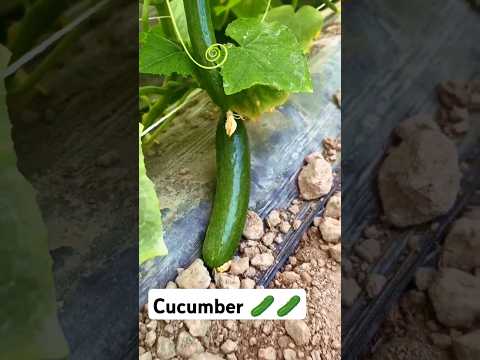 Cucumber 🥒🥒 Crop | DAAD'S AGRI FARM | #nature #farming #cucumberfarming