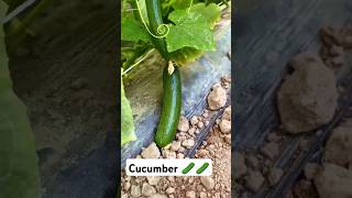 Cucumber 🥒🥒 Crop | DAAD'S AGRI FARM | #nature #farming #cucumberfarming