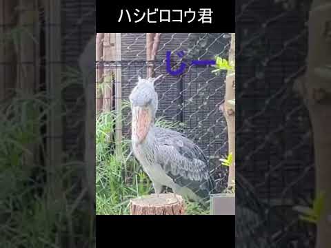 上野動物園でパンダ以外の動物達を楽しむ！① #Shorts