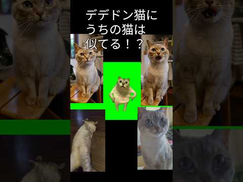 デデドン猫にうちの猫は似てる？？！！猫ミーム#shorts