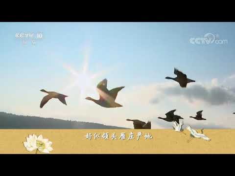 【今之古琴】琴動山河：空明寂寂秋鴻影《平沙落雁》