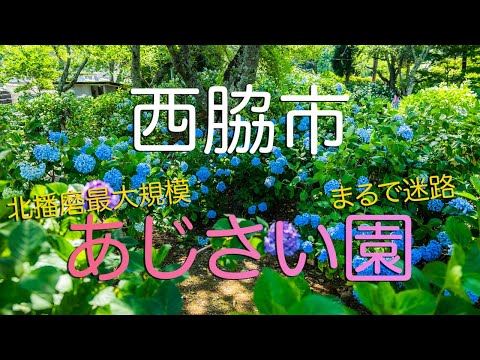 【兵庫県西脇市】北播磨最大規模のあじさい園（西林寺）/兵庫観光Vlog/ Ajisai (Hydrangea) Labyrinth in Nishiwaki City, Hyogo Japan.