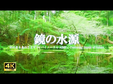 鏡の水源に広がる水の音と鳥のさえずり：リラクゼーションにお役立てください【自然音,立体音響,ASMR,4K,relaxing  nature sounds】