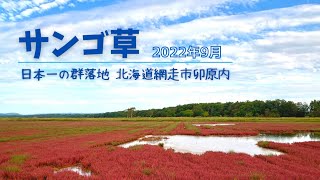 No.410【サンゴ草】日本一のサンゴ草群落地に行ってきました♪