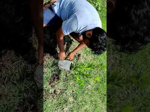 Lemon tree plantation. #shorts #farming