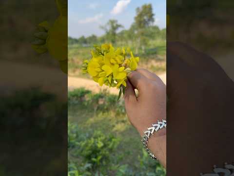 #flowers #shortvideo #viralvideo #youtubeshorts