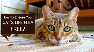 Make your cat's life FLEA FREE| Pet Care| Flea and Tick Treatment| VetSupply