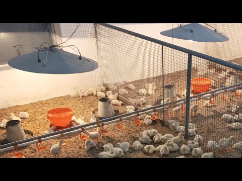 Poultry farm day 7 feeding, medication and brooding || 1st week broiler chicks 230gm average weight