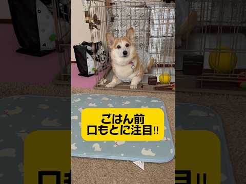 朝ごはん待ちぱんちゃん🐶いい子に待てしてるけど、口元緩みすぎてよだれ我慢中😂#コーギー #わんこ動画 #ぱんちゃん #犬動画 #犬 #いぬのいる生活 #わんこ #コーギー大好き #ご飯待ち