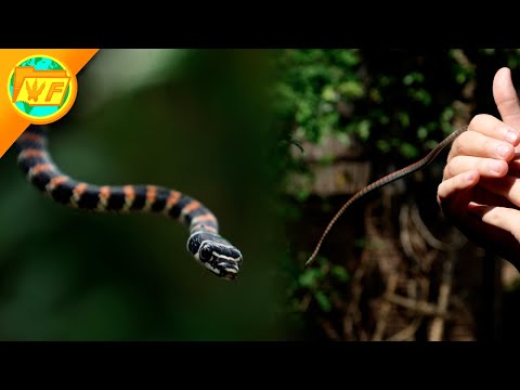 Flying Snake GLIDES Out of My Hand!