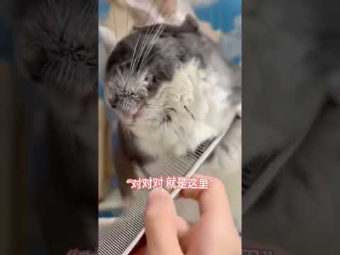 肉眼可见的开心！龙猫梳毛发 笑得好可爱 #中国 #搞笑 #cute