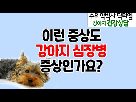 요키 강아지 심장병 증상이 확실한지 여부 상담과 심장병 대처법 - 수의학박사 닥터엠의 강아지 119