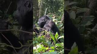 African gorilla in uganda this country known as land of story