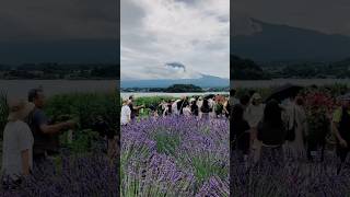 Shy Mount Fuji with lavenders #fujisan #lavenderflower #flowers