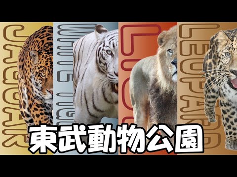 肉を喰らう‼︎大迫力の猛獣を追え‼︎【東武動物公園②】