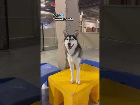 Let’s see what puppies we have at dog daycare! #dogdaycare #puppy #puppylife #doglover