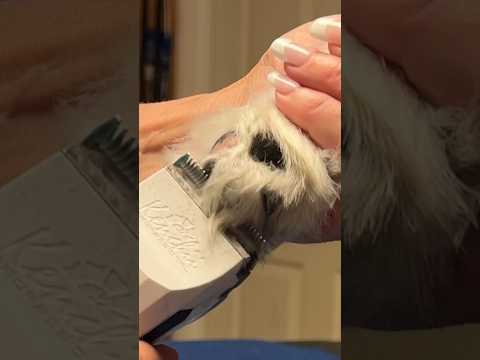 Get The Perfect Shave For Your Dog's Paw Pads