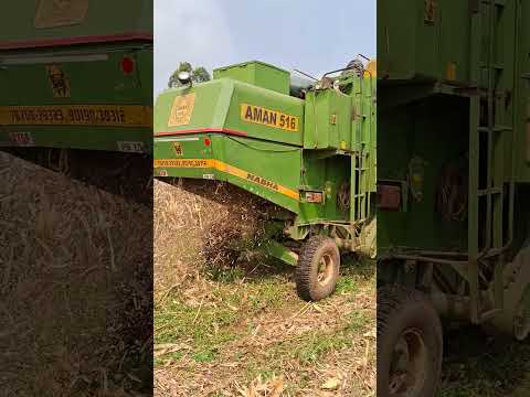 Corn cutting and harvesting #corn #cornharvesting #cornhorvester #horvesting #farmerlife #farmer