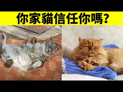 6種貓咪睡姿解讀，看貓對你的信任程度！你家貓咪信賴你嗎？