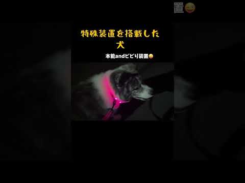 夜散歩　#秋田犬