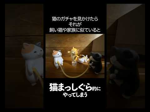 【猫好きあるある】猫ガチャを見るとやってしまいがち #shorts