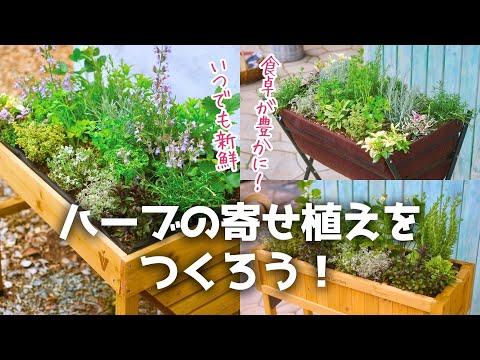 食卓が豊かに！ハーブの寄せ植え #ガーデニング #寄せ植え #ハーブ #青山ガーデン