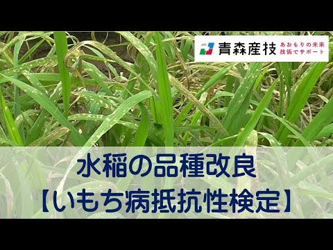 水稲の品種改良（いもち病抵抗性検定）AS17【農林総合研究所】