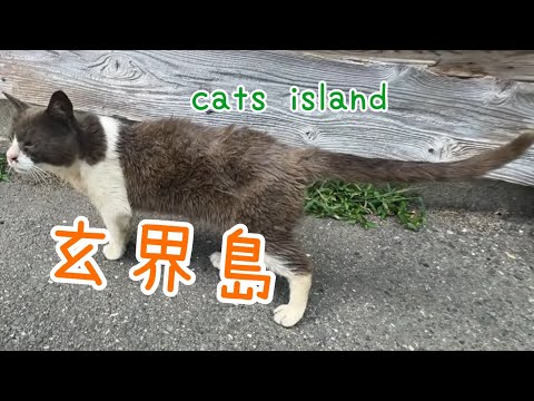 ラーメン赤猫の佐々木さん　バカンス中Ramen Red Cat Sasaki-san on vacation【玄界島】【夏休み2024】【猫島巡り】