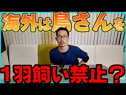 【鳥】Instagramで海外の方から「セキセイインコ1羽飼いは虐待だ！」とコメントがあったがセキセイインコにとっては可哀想な事をしているのでしょうか。＃352