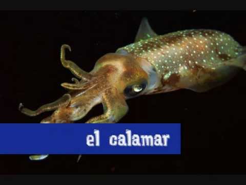 Spanish vocabulary: seafood