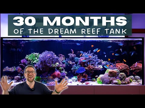 Overview and 30 month update on the Dream Reef Tank