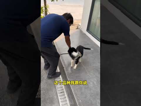 董事长的开心狗！董事长 牧羊犬狗狗