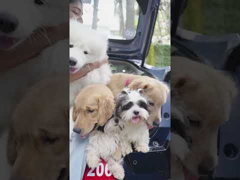 A boot full of woofs | International Dog Day​