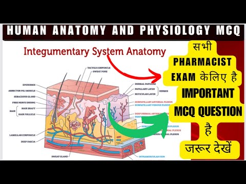 Integumenary system👌 | integumentary MCQ👌 | important MCQ👌 | human anatomy and physiology