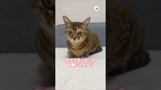 「おててないない」をリクエストしたら…｜PECO #キジトラ #保護猫 #愛猫家 #保護猫のいる暮らし #browntabby #rescuedcat #catlover