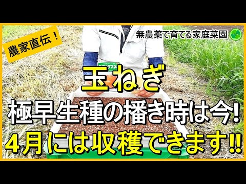 【玉ねぎ栽培】失敗しない品種選び～種まき・苗作りのコツ  【有機農家直伝！無農薬で育てる家庭菜園】　24/8/27