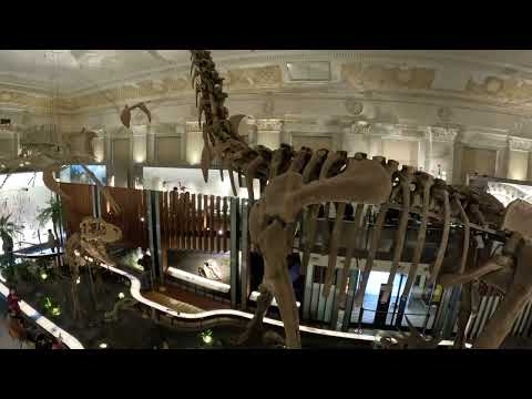 台灣歷史博物館 古生物展區