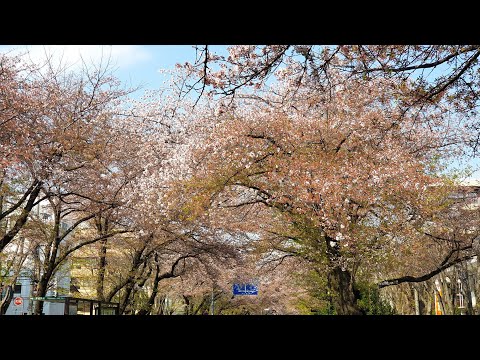 Cherry Blossom (Sakura) Amid a Pandemic