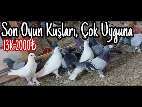 Son Oyun Kuşları, Uygun Fiyata.