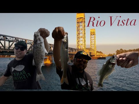 Fishing Rio Vista For Anything That Bites! #california #fishing #riovista #fish #fun #bankfishing