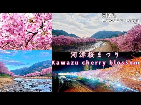 河津桜/河津町/ライトアップ/ウォーキング/Kawazu Cherry Blossom Festival/lighting-up /japan/#河津桜 #河津桜まつり #桜