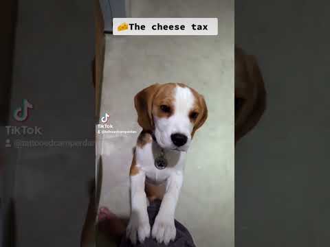 can't do anything with cheese without her getting involved #beagle #puppy #beaglepuppy #cheese #dog